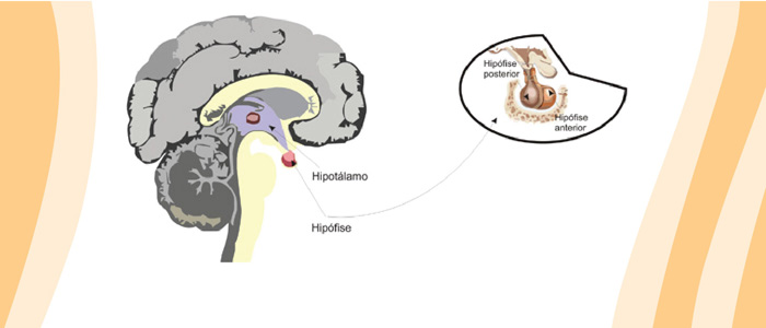 Adenoma de hipófise costuma ser um tumor benigno